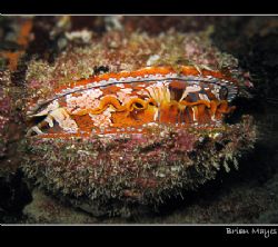 Colourful Clam with eyes like little LEDS.
Canon A70 by Brian Mayes 